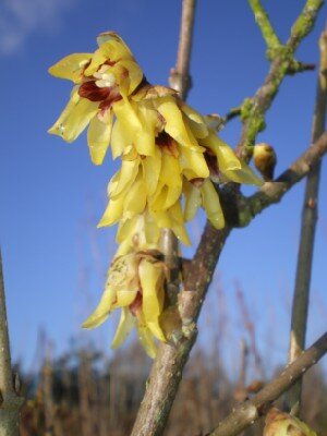 CHIMONANTHUS praecox