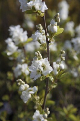 EXOCHORDA Magical Springtime