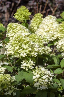 HYDRANGEA paniculata 'Skyfall'