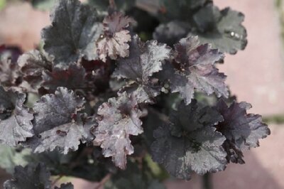 HEUCHERA 'Binoche' - image 2
