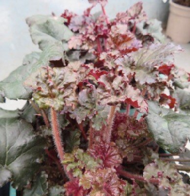 HEUCHERA 'Binoche' - image 2