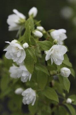 PHILADELPHUS 'Manteau d'Hermine'