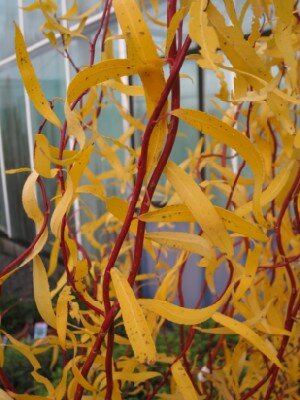 SALIX 'Erythroflexuosa'