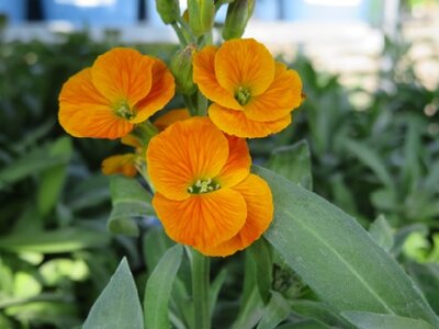 ERYSIMUM 'Winter Spice' - image 1