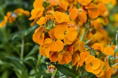 ERYSIMUM 'Winter Spice' - image 2
