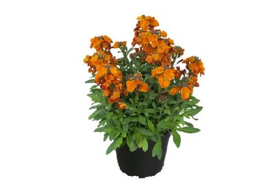 ERYSIMUM 'Winter Spice' - image 3
