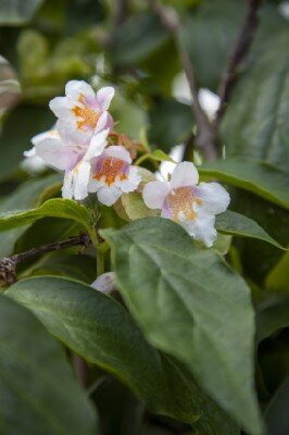 DIPELTA yunnanensis - image 1