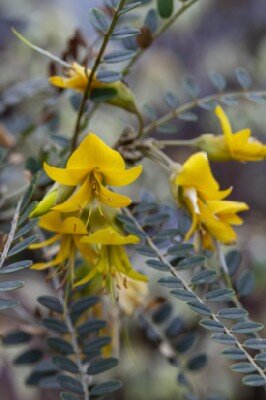 SOPHORA 'Sun King' - image 3