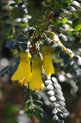 SOPHORA 'Sun King' - image 2