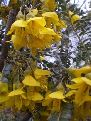 SOPHORA 'Sun King' - image 3