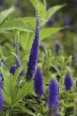 VERONICA spicata 'Ulster Blue Dwarf'