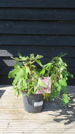 FICUS carica 'Little Miss Figgy' (FIG)