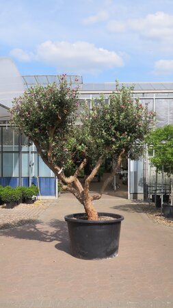 FEIJOA sellowiana 'Mammoth' (ACCA)