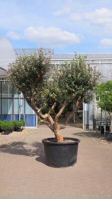 FEIJOA sellowiana 'Mammoth' (ACCA)