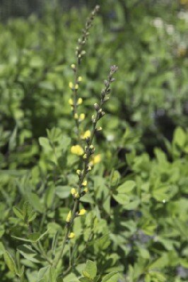 BAPTISIA 'Solar Flare'