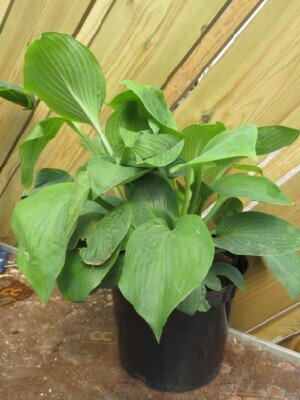 HOSTA 'Jurassic Park' - image 2