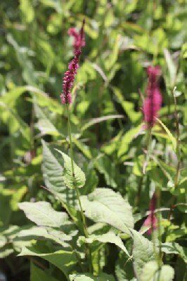 BISTORTA amplexicaulis 'Firetail' - image 1