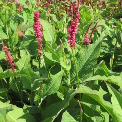 BISTORTA amplexicaulis 'Firetail' - image 2