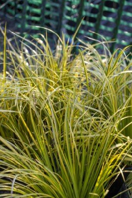 ACORUS gramineus 'Ogon' - image 2