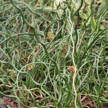 JUNCUS effusus spiralis