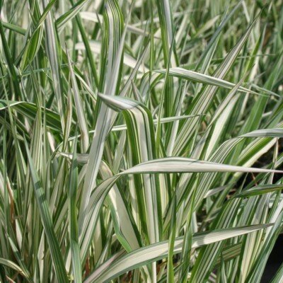 PHALARIS arundinacea picta
