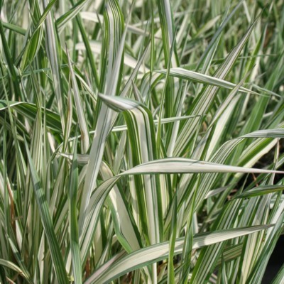 PHALARIS arundinacea picta