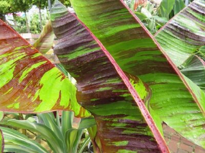MUSA sikkimensis 'Ever Red' - image 2