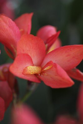 CANNA 'Happy Isabel'