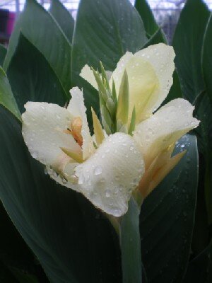 CANNA 'Maui Punch'