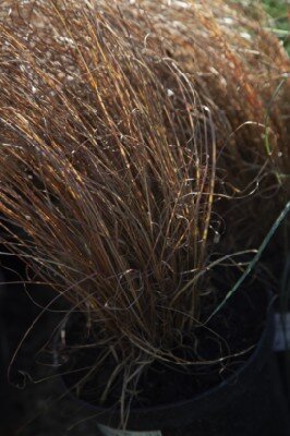 CAREX buchananii 'Firefox'