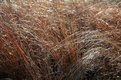CAREX buchananii Green Twist'
