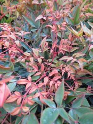 NANDINA domestica 'Gulf Stream' - image 3
