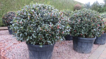 ILEX x meserveae 'Blue Maid'