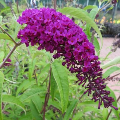 BUDDLEJA davidii 'Royal Red' - image 2