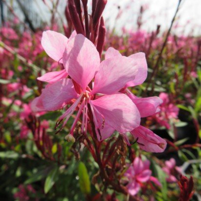 GAURA lindheimeri 'Cherry Brandy'