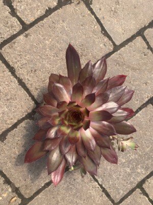 SEMPERVIVUM 'Giants Copper Canyon'