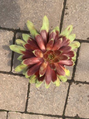 SEMPERVIVUM 'Giants Gold Mine'
