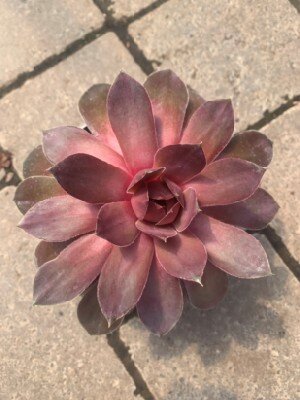 SEMPERVIVUM 'Giants Steel Appeal'