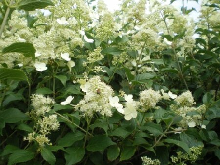 HYDRANGEA paniculata 'Kyushu'