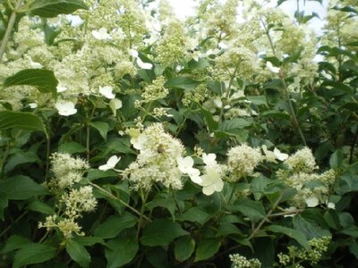 HYDRANGEA paniculata 'Kyushu'