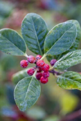 ILEX aquifolium 'Alaska'