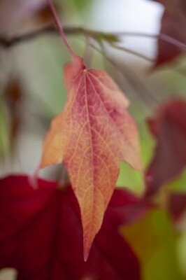 LIQUIDAMBAR styraciflua
