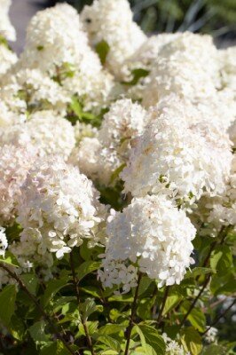 HYDRANGEA paniculata 'Sundae Fraise' - image 2