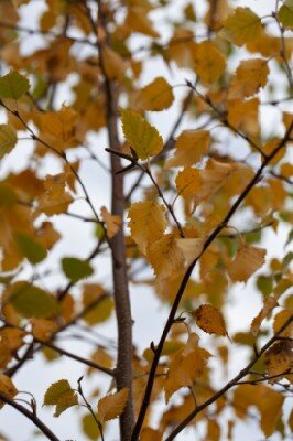 BETULA nigra 'Black Star'