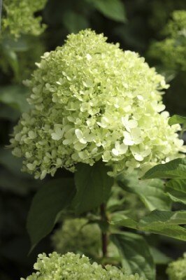 HYDRANGEA paniculata 'Limelight' - image 2