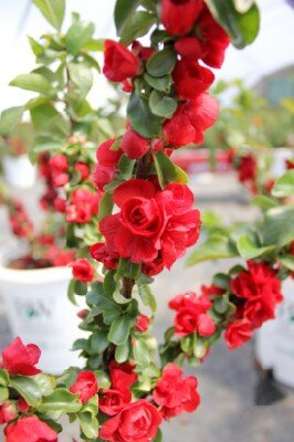 CHAENOMELES speciosa 'Scarlet Storm'