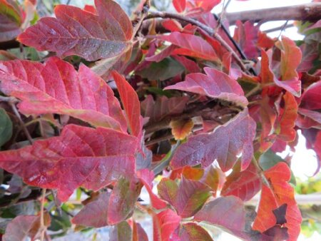 ACER opalus - image 1