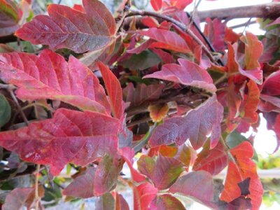 ACER opalus