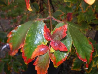 ACER opalus - image 2