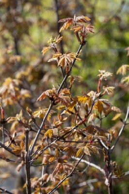 ACER opalus - image 3